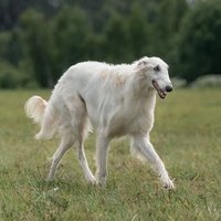 ボルゾイ (@borzoi_life) 's Twitter Profile Photo