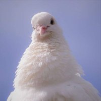 LeleSkyline (@leleskyline) 's Twitter Profile