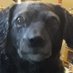 Millie & Bub's Profile (@millie_bubs_pf) Twitter profile photo Millie & Bub's Profile (@millie_bubs_pf) Twitter profile photo