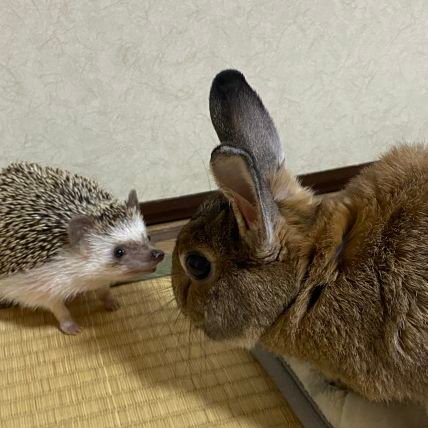かんな🐇🦔🦔🐢さんのプロフィール画像