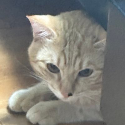 oIaios6OlL38988's profile picture. 