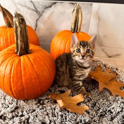 KhanzShares's profile picture. Immigrant.Pushton.Dreamer.Non voilance Philosophy.Healing from terrorism. Love Pets,Nature & wild.Strong believer of civil superemacy.Peace for All 🕊️🕊️