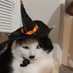 KimchiTheCat💔🌈 (@catgirlkimchi) Twitter profile photo KimchiTheCat💔🌈 (@catgirlkimchi) Twitter profile photo