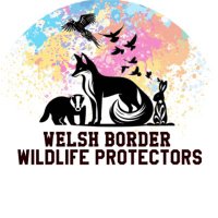 Welsh Border Wildlife Protectors (@_wbwp) 's Twitter Profile