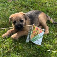 DillonDude (@dillonfowles) 's Twitter Profile