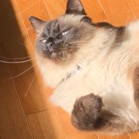 Gucci and Fam (@thatdesignercat) 's Twitter Profile