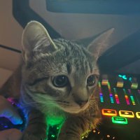 Chip (@chipbtww) 's Twitter Profile