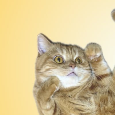 にゃむ (@nyamuchannel) / Posts / X