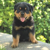 Ingrid Elisa🐶🌸 (@ui1702) 's Twitter Profile