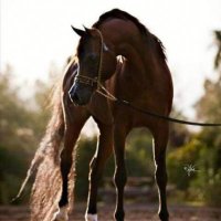 توآقة🇾🇪 (@nagah_95) 's Twitter Profile Photo