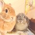 うさパラ🐰cafe X支店 (@usaparacafe) Twitter profile photo うさパラ🐰cafe X支店 (@usaparacafe) Twitter profile photo