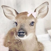 ellie (@disorderedellie) 's Twitter Profile