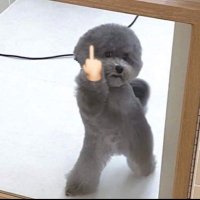 Flash (@lusandancoyo) 's Twitter Profile Photo