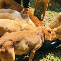 heide animal shelter (@animal_heide) 's Twitter Profile