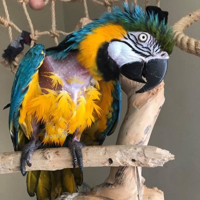 T&O advisor Scottish Government. Director Parrot Trust Scotland. Focused on person centred care & parrot welfare. Colourful mix! #SHFA #parrottrustscotland