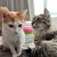 おっさんと妻とねこ2匹の話し