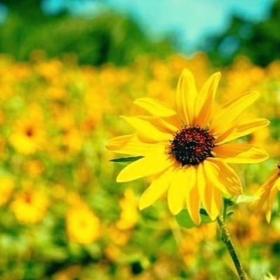 日常と好きなことを✎𓈒𓂂𓏸│猫・読書・手芸・山歩き・釣り・美術館・神社仏閣巡り・映像編集など│最近は読書のポストが多めです𓍯
https://t.co/2618tigi4V