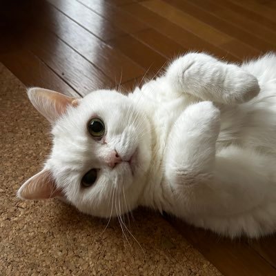 chun_299's profile picture. 安佐動物公園でのことなど