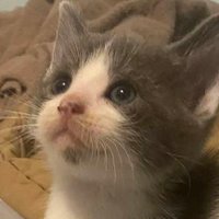 ๐ธ Kal ๐ธ (@zkalshim) 's Twitter Profile