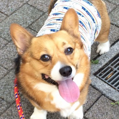 momopet14's profile picture. 2008/5生まれ。6月に、後ろ足が不自由になり9/11 に、お空組になりました。長いことありがとうございました。