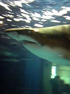 かまどうま♂さんのプロフィール画像