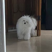 白く、柔らかな犬 (@hkr_jgimsld) 's Twitter Profile Photo