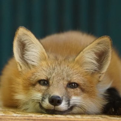 Matsunoseiryu_'s profile picture. 中国出身🇨🇳 男 I can make all kinds of cocktails 日本語/中国话/ENGLISH （僕の日本語は下手ですが、気にしないでください）twitch:@babayaga_waste