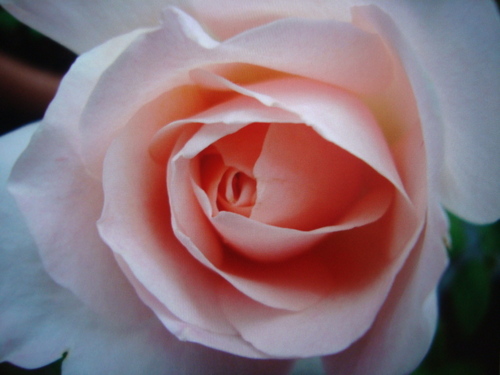 jnk_dec07's profile picture. 薔薇とハーブをベランダで育てています。 子育ても終点に近づいて・・・ イタリアの＜小さな街＞歩きがしてみたい♫    手仕事、アンティーク、美しい風景、美味しいもの・・・ (o^-')b                        　