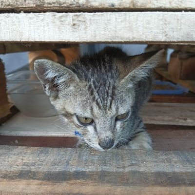 Tammalla145448's profile picture. Sejuta mimpi