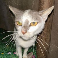 frank pets rescue (@petsfrank52219) 's Twitter Profile