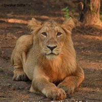 Diwakar Sinha (@diwasinha10) 's Twitter Profile