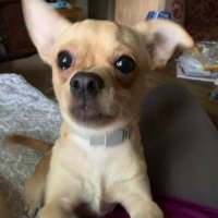 Cindy Conner (@cindy75610) 's Twitter Profile