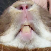 みｽﾞ (@411booooom) 's Twitter Profile Photo