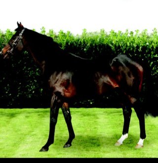Home to National Hunt Stallion Dr Massini. National hunt racing stables