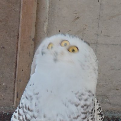 naihe_enzo's profile picture. The description written by the brain to the flesh.