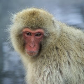 Monkey_1215's profile picture. モンストとかFGOとか
メタストはいいぞ