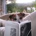 Prole (@prolebooks) Twitter profile photo