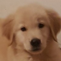 `~` ⛄❄ (@avydragon) 's Twitter Profile