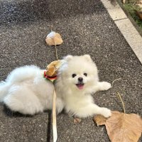 happy puppy (@happy2puppy) 's Twitter Profile