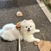happy puppy (@happy2puppy) Twitter profile photo happy puppy (@happy2puppy) Twitter profile photo