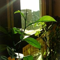 Fatemeh Pouraminaee (@fpouramina80267) 's Twitter Profile