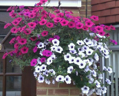 wainscottplants's profile picture. Trying to start a very very small scale plant nursery a steep learning curve.Likes photography!