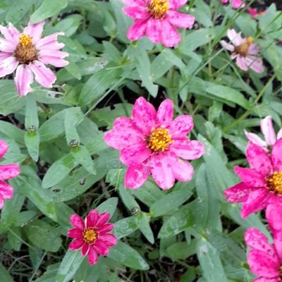 rosehiprouge's profile picture. 元々オタク気質なので、何かしらにはまりやすい。

ネコが好き。