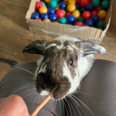 Lifelong Learning in Museums, cycling, music, bunnies. Relocated to Shropshire.