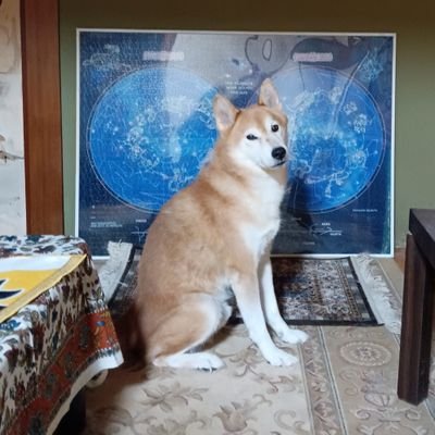 私が飼っている柴犬のコロです。男の子です。
11歳になります。日常生活の中での出来事などを写真に撮ってブログに載せたりポストしたりしています。今では、たくさんのお友達も出来てきました。まだまだ、たくさんのお友達に見て頂きたいので、これからもよろしくお願いします🐕