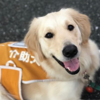 兵庫介助犬協会・千葉介助犬協会・大阪介助犬協会の日常🐶♿︎さんのプロフィール画像