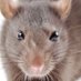 rat (@ratdent) Twitter profile photo rat (@ratdent) Twitter profile photo