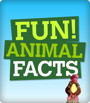 What this is about is getting to know animals better through the  funny animal facts. Like they say learning can be an entertaining process...