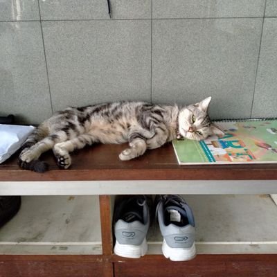 drsarutobi's profile picture. Just a cat slave