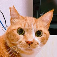 エレゼニウムきたこが❂Ultima (@pra_co) 's Twitter Profile Photo エレゼニウムきたこが❂Ultima (@pra_co) 's Twitter Profile Photo